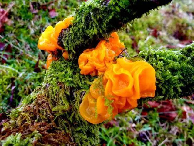 Mộc nhĩ vàng quý hiếm mọc trên thanh gỗ mục