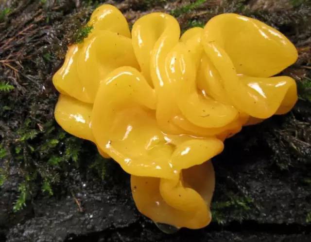 Cận cảnh vẻ ngoài óng ả của giống mộc nhĩ hiếm