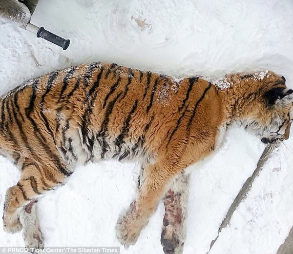 Con hổ nằm sóng soài trước cửa nhà anh Alexey. Ảnh: Siberian Times