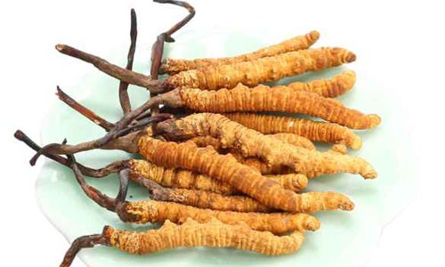 Đông trùng hạ thảo đắt nhất có thể lên tới vài tỷ đồng một kg.