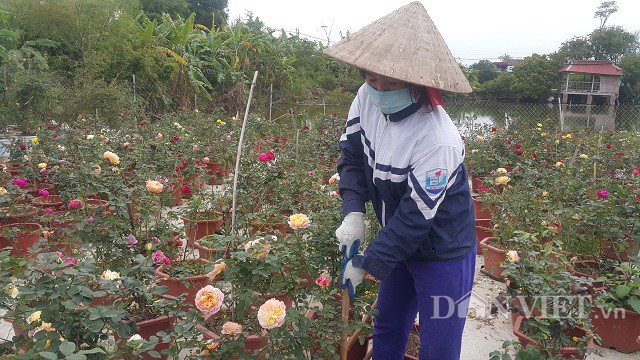 Anh Phạm Văn Trọng chia sẻ, trồng hoa hồng cho hiệu quả kinh tế rất cao so với các loại cây khác. Thời gian thu hoạch ngắn nên một năm có thể thu hoạch từ 2-3 lứa, phù hợp với các gia đình có diện tích đất sản xuất nông nghiệp nhỏ, lẻ.
