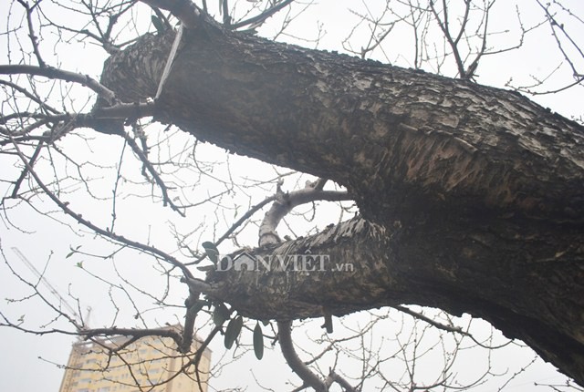 Cây đào có thế độc, lạ, thân xù xì, khoảng 30 -40 năm tuổi, được chủ buôn bảo vệ rất cẩn thận.