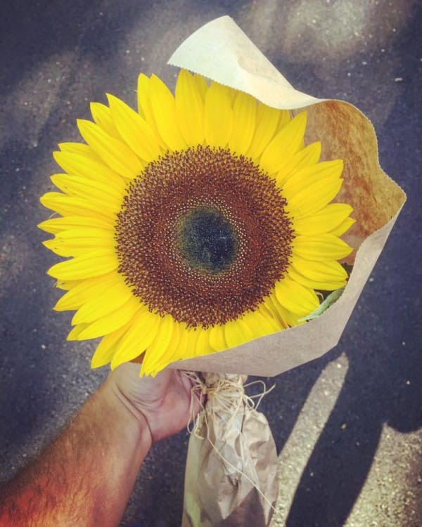 Đ&oacute;a hướng dương m&agrave; Wakefield đ&atilde; tặng cho người lạ. (Ảnh: littlethings)