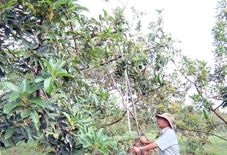 Bơ trái vụ trong vườn nhà ông Ngô Văn Quy (xã Bình Lộc, TX.Long Khánh).