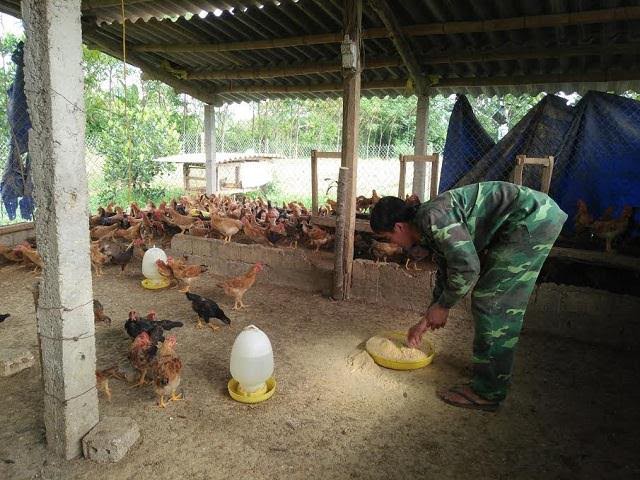 Trại gà được lát nền bê tông, thưng kín xung quanh tránh gió lùa vào mùa đông, có cửa thông gió vào mùa hè và đều sử dụng đệm lót sinh học, vừa đảm bảo môi trường vừa giúp đàn gà sinh trưởng và phát triển tốt. Ảnh: Mỹ Hà