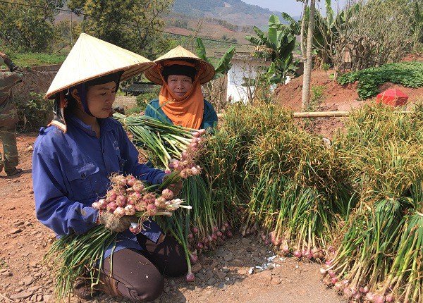 Chị Lò Thị Mai bên (tay trái) đang bó tỏi tía thành từng túm nhỏ để bán cho khách hàng tại ruộng
