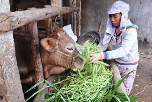 Chị Hòa đổ đậu cho bò ăn vì giá xuống thấp. Ảnh: Phạm Linh.