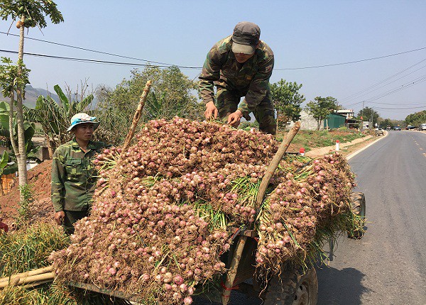 Tỏi tía của chị Mai trồng thường cho củ to và thơm hơn của những gia đình khác nhờ bón phân đúng cách.