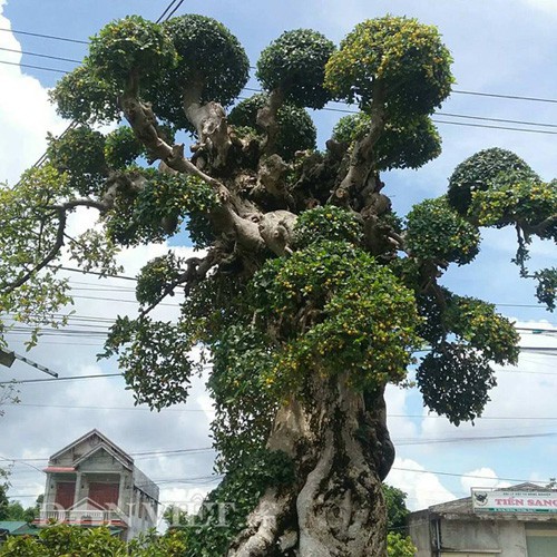 Cận cảnh các tán, thế của cây kiểng Đại cổ trường sinh của ông Trai, chủ nhà vườn cây kiểng ở Ninh Bình.
