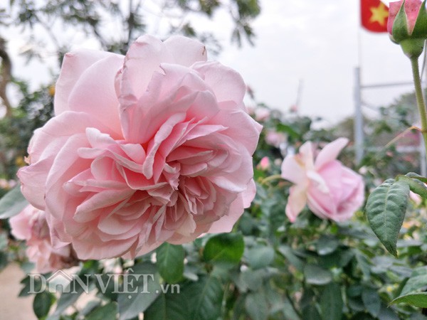 Các chậu hồng vân khôi đang đua sắc tại nhà vườn của bà Phấn.