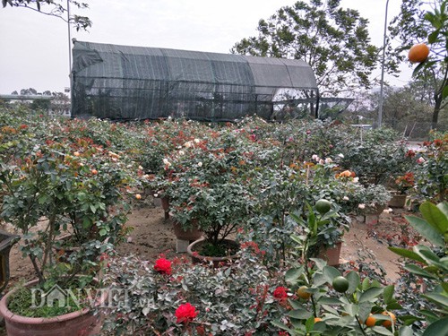Toàn cảnh vườn hồng kiểng độc đáo của của bà Phấn ở huyện Hoài Đức (Hà Nội).