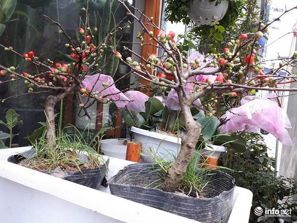 Cây mai đỏ có khả năng chịu lạnh cao, dù có tuyết rơi nhưng hoa mai đỏ vẫn có thể nở rộ rực rỡ nên hoa mai đỏ còn là biểu tượng cho sức sống mãnh liệt, sự kiên cường vươn lên nên được rất nhiều người yêu thích.