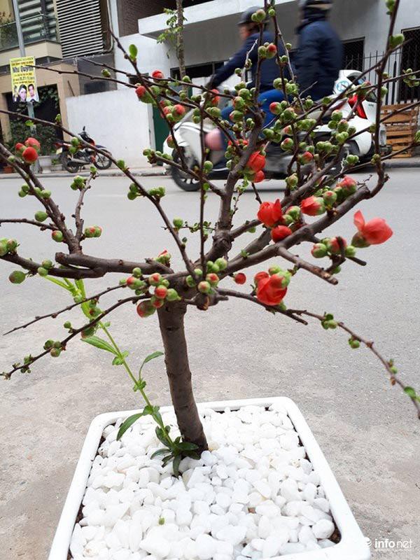 Nhiều cây mới được cửa hàng nhập về để kịp bán cho khách nở đúng dịp Tết.