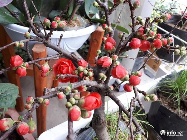 Mai đỏ có màu hoa đỏ thắm, tươi tắn nên được nhiều người ưa chuộng.