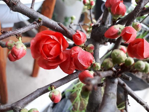 Nếu chăm sóc tốt, người chơi có thể trưng trong nhà hàng tháng dịp Tết, lâu tàn hơn hoa đào rất nhiều.
