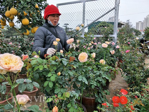 Bà phấn chăm sóc các chậu hồng tại vườn của gia đình ở huyện Hoài Đức (Hà Nội).