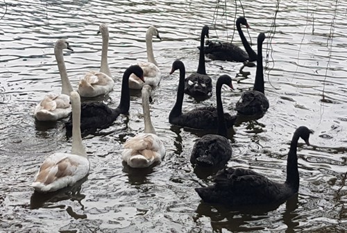 12 con thiên nga đen và trắng được thả thử nghiệm ở góc Hồ Gươm. Ảnh: Võ Hải