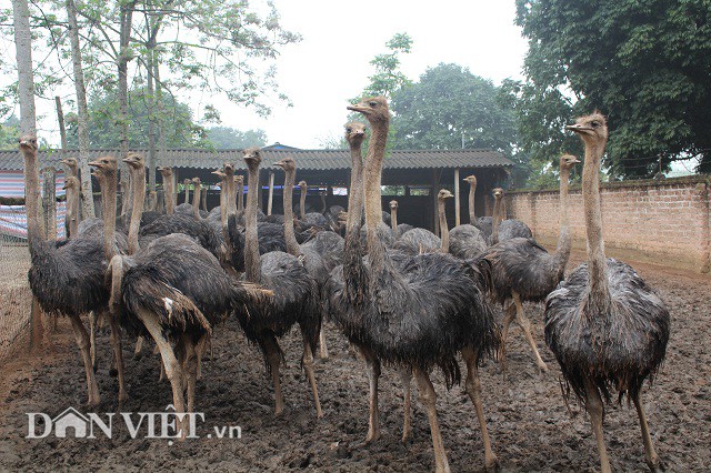 chi cham 600 con “chim khong lo” la co tien rung rinh tieu tet hinh anh 2