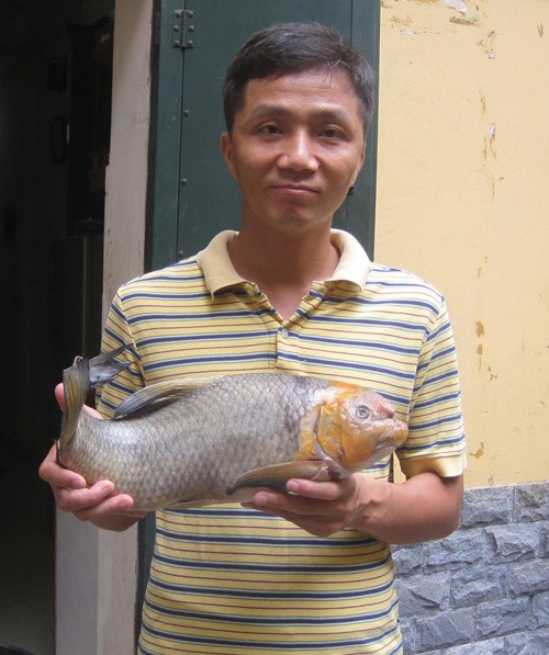 Cá Anh vũ đầu vàng không thuần chủng từ 4-6kg. Ảnh: Hatthocvang