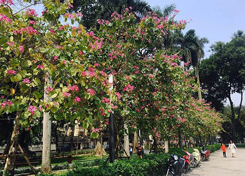 Hà Nội đang trải qua những ngày trời nắng đẹp, hoa ban, hoa sưa bung nở. Ảnh: M.D.