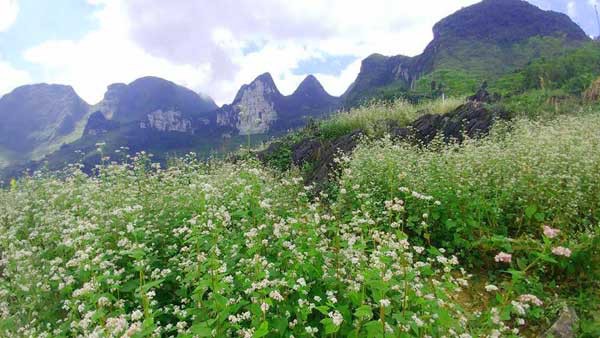 Điều kiện khí hậu ở Hà Giang không thuận lợi cho các loại hoa như hoa hồng, dạ yến thảo,...