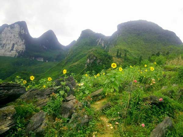 Hoa hướng dương phát triển khá tốt nhưng do trên đồi gió to nên cây hay bị gãy.