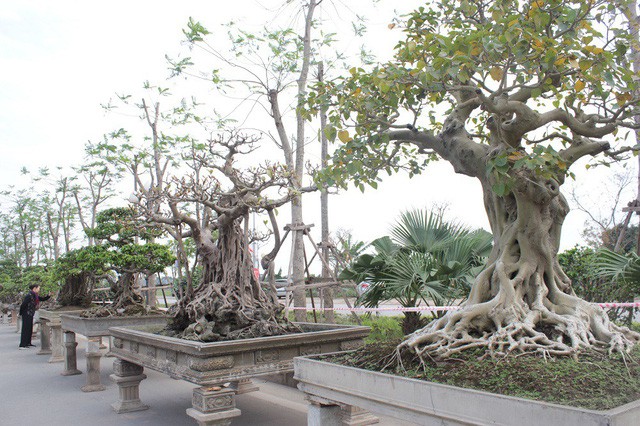 Hiện tại, cây đa cổ thụ này đang được trưng bày tại Triển lãm Sinh vật cảnh huyện Quốc Oai