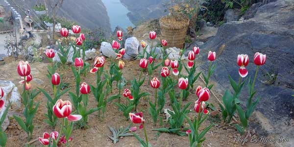 Anh trồng hơn 1000 củ hoa tulip nhưng chỉ sống 300 cây.