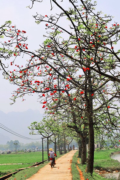 
Hoa gạo còn có tên gọi khác hoa mộc miên.
