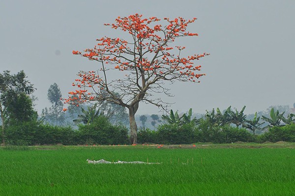 
Vẻ đẹp mê hoặc của cây gạo mùa ra hoa luôn là những cảm hứng bất tận của giới nhiếp ảnh.
