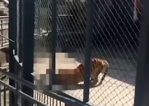 Con hổ dùng đầu và móng vuốt tấn công người chăm sóc.