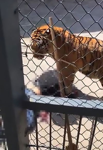 Con hổ giẫm lên cơ thể của nạn nhân.