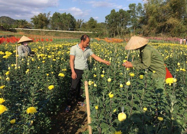 Anh cương đang hướng dẫn công nhân cách chăm sóc hoa cúc tại vườn