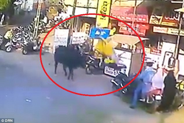 Con bò hất tung người phụ nữ lên trời.