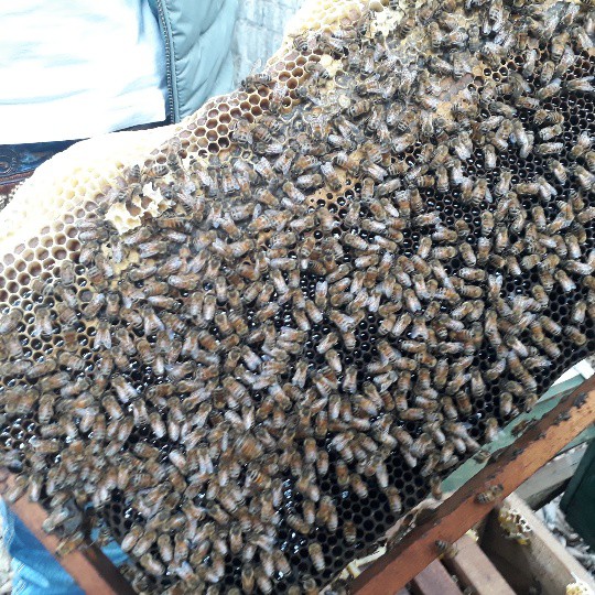 Đàn ong của Hạo được chăm sóc tốt, con nào, con nấy cũng khỏe mạnh