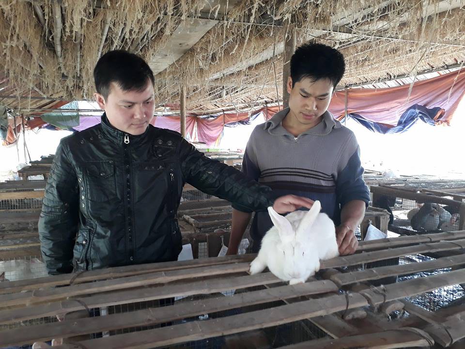 Anh Hậu (bên phải) kiểm tra sức khỏe của đàn thỏ.
