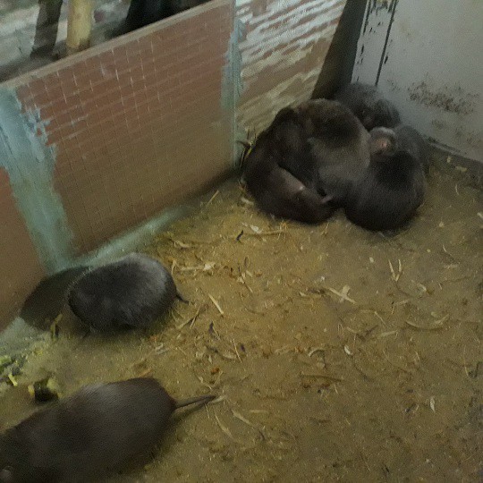 Chị Loan cho biết, d&uacute;i thường hoảng loạn mỗi khi nghe tiếng động lạ