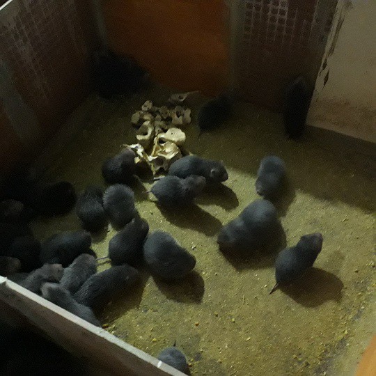 Theo anh Toản, sau khi d&uacute;i sinh sản được khoảng 1 th&aacute;ng 10 ng&agrave;y th&igrave; t&aacute;ch khỏi mẹ