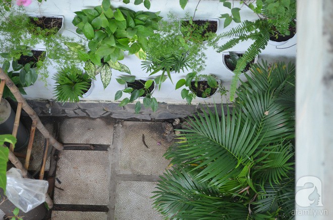 Trong khoảng sân nhỏ này, chị Thương cây lọc không khí, cây hoa dễ sống dễ chăm như trầu bà, dương xỉ chân vịt, dương xỉ ta, mười giờ, hoa dừa.