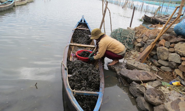 Người dân xã An Cư (huyện Tuy An) bắt ốc cháy dưới đầm Ô Loan kiếm thêm thu nhập - Ảnh: HOÀI NAM.