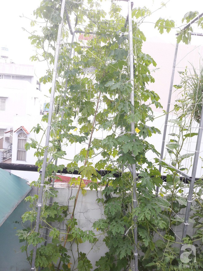 Cây cối trên vườn luôn xanh um, tươi tốt nhờ bàn tay bà chủ chăm chỉ, cần mẫn.