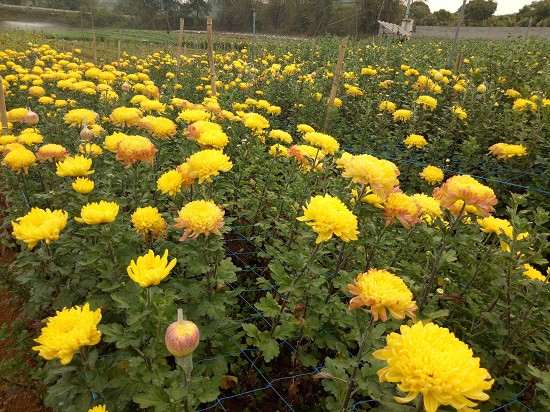 Trong khu vườn của anh Cương hoa cúc vàng được trồng nhiều và bán chạy nhất.