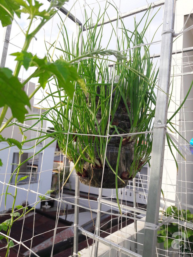 Chị tận dụng cả chai nhựa bỏ để trồng hành.