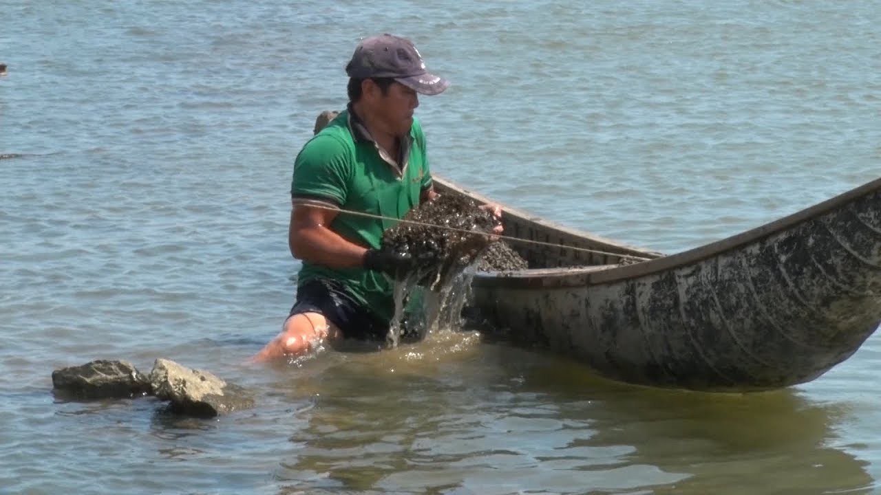 Có thời gian, ngành chức năng huyện Tuy An đã phải tháo dỡ và không cho nuôi ốc cháy tràn lan trên đầm Ô Loan bởi có thể dẫn tới phá vỡ cảnh quan, cản trở dòng chảy. Ảnh: Khắc Nho (Báo Phú Yên).