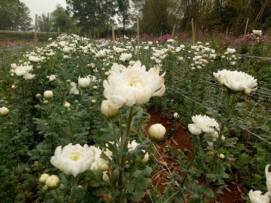 Những bông cúc trắng đại đóa sáng cả khu vườn, đẹp đến say lòng