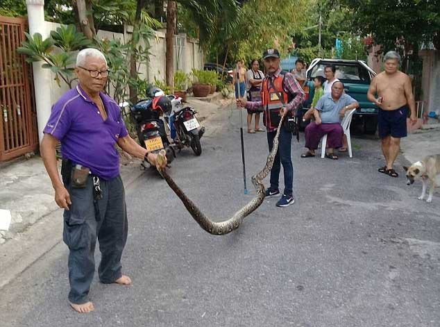 Con trăn dài 4,57m được tìm thấy trong tường (Ảnh Viral Press)