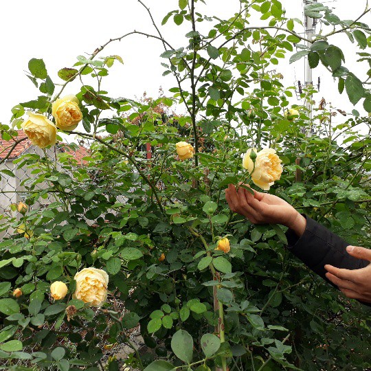 Vườn hồng nhà anh Hùng có nhiều chậu giá bán lên đến cả chục triệu đồng