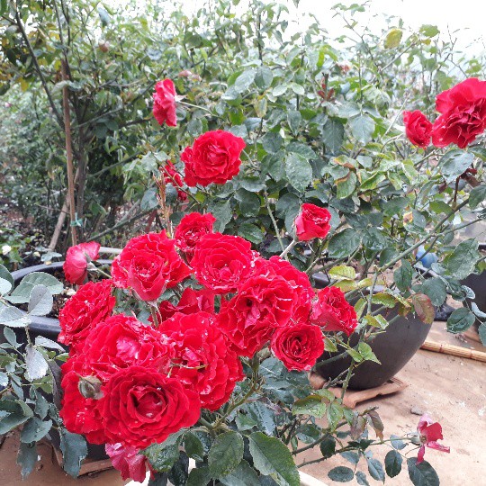 Anh Ngọ Doãn Hùng chủ yếu bán hoa hoa hồng ngoại, hoa hồng cổ qua mạng internet, mạng xã hội.