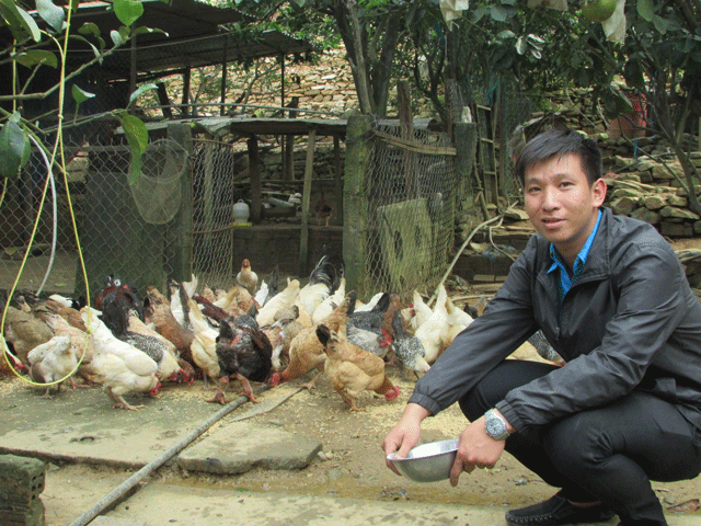 Gà Đông Tảo được anh Đạt cho nuôi xen với gà ta, ngoài thức ăn hàng ngày còn tự săn tìm thức ăn