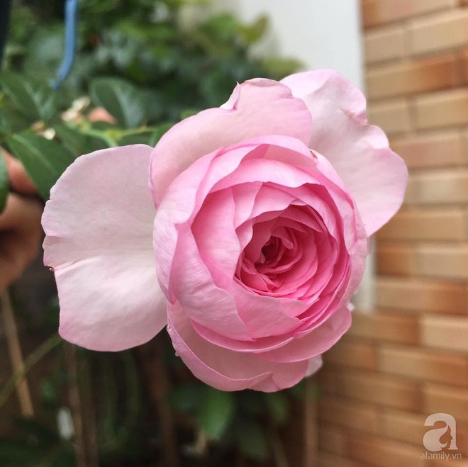 Những góc vườn ngọt ngào sắc hương.